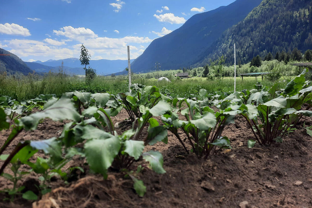 Directly from the garden 